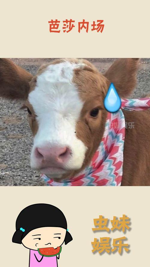 娱乐吃瓜酱最委屈,揭秘最委屈幕后故事